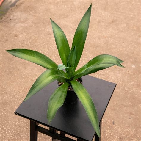 In Stock - Gabriella Plants