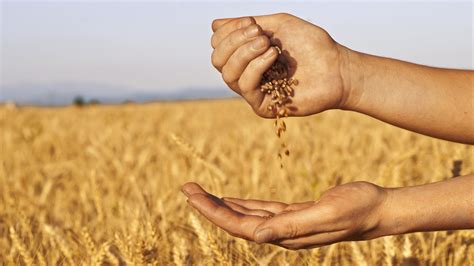 Озвучено оновлені ціни на зерно – AgroNews