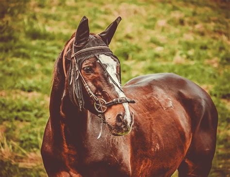 O Que Significa Sonhar Com Cavalo Marrom - O que significa sonhar com cavalo marrom na bíblia? - Interpretação de ...