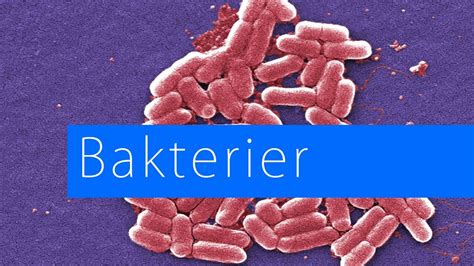 Bakterier: En tegnefilm - YouTube