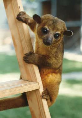 Kinkajous - COSTA RICA