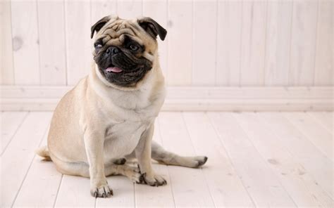 🔥 [122+] Funny Pug Wallpapers | WallpaperSafari