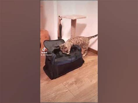 Кот оберег🫣 - YouTube