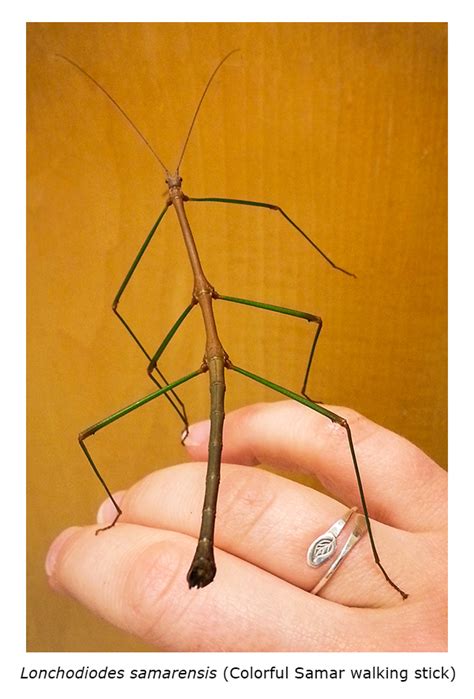 Pacific Science Center Life Sciences: A Stick Bug Mystery
