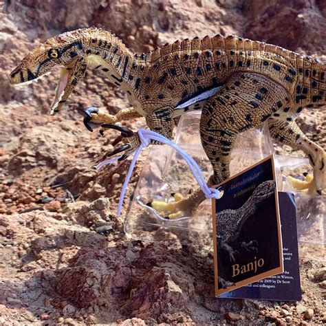 australovenator banjo australian age  dinosaurs museum shop