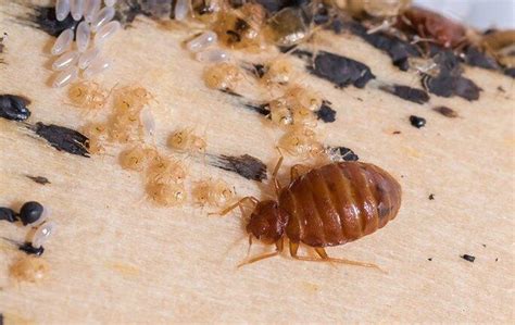 Bed Bug First Stage Larvae