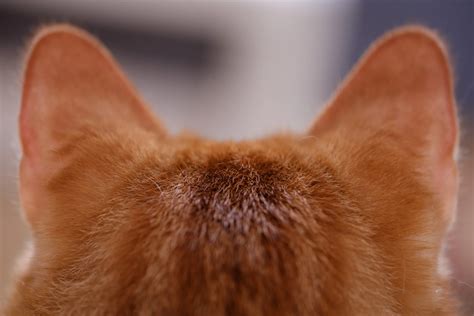 Golden Retriever Ear Infection