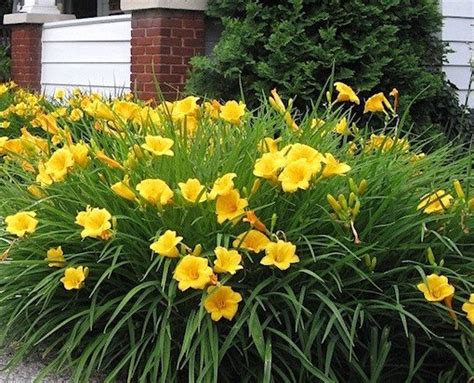 Лилейник 'Стелла д'Оро' / Hemerocallis nana 'Stella d'Oro ...