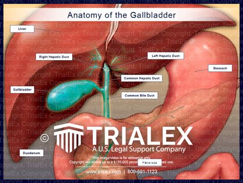 anatomy   gallbladder trialexhibits