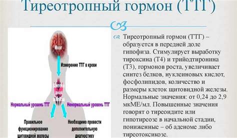 Гипотиреоз: причины, симптомы и лечение в статье О. Гуровой