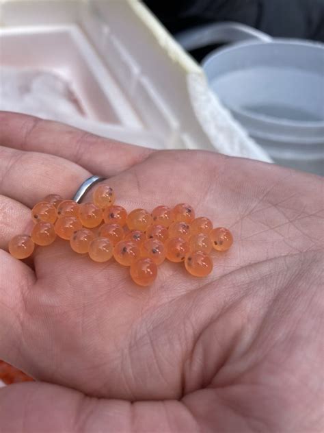 reviving  atlantic salmon  egg   time daily bulldog