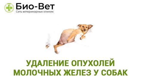 Удаление опухолей молочных желез у собак. Ветеринарная клиника Био-Вет ...