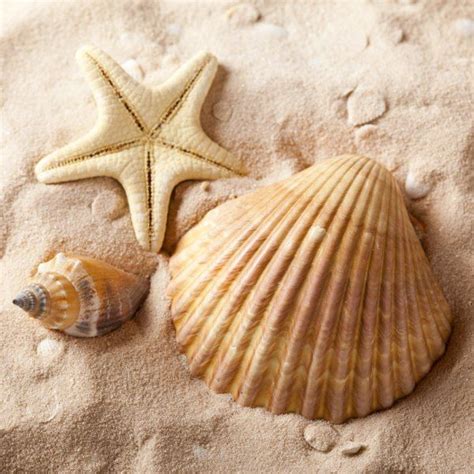 Conchas E Estrelas Do Mar - Conchas do mar e estrelas do mar na areia – Artofit