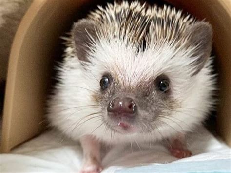 260+ Awesome Hedgehog Names - Best Ways To Name Your Hedgehog - PetPress