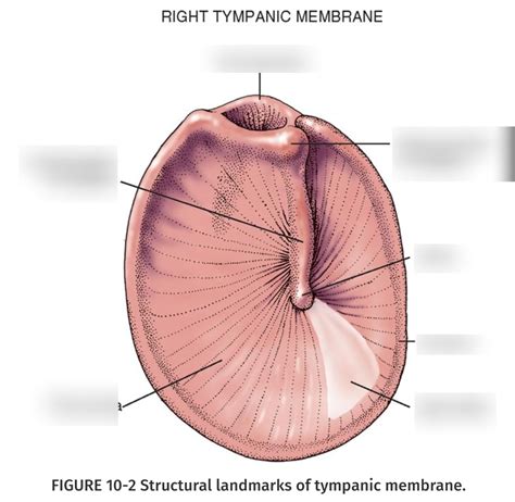 Structural landmarks of tympanic membrane Diagram | Quizlet