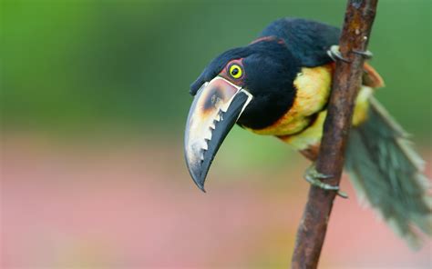 Toucan, Bird, Branch, Beak wallpaper - Coolwallpapers.me!