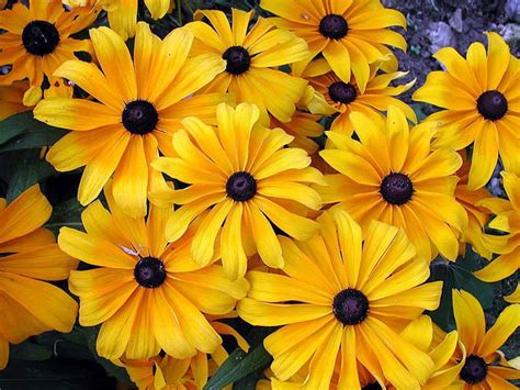 Купить семена Рудбекия Rudbeckia Compacta в Москве: доставка семян по ...