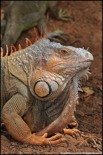 Giant Iguana | Cute reptiles, Reptiles, Reptiles and amphibians