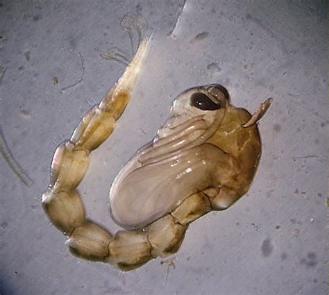 Mosquito Larvae Stages