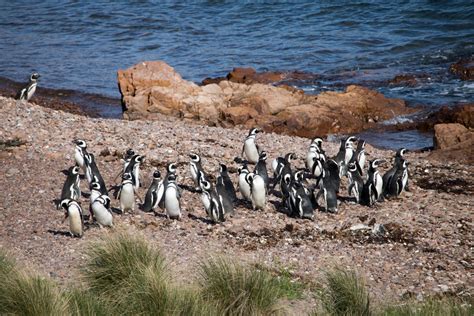 Penguin Love on Argentina’s Atlantic Coast | Live. Travel. Play.