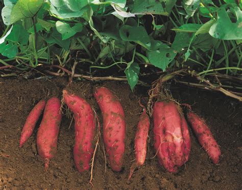 How to Grow Sweet Potatoes – A Growing Guide | Garden