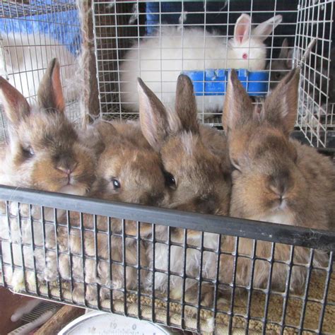 Angora Rabbits - DOLLY ROCK FARM AND FIBER