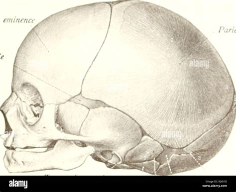squamous suture  res stock photography  images alamy