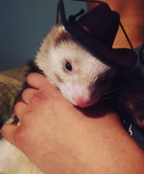 Best Ferret Halloween Costumes – The Modern Ferret