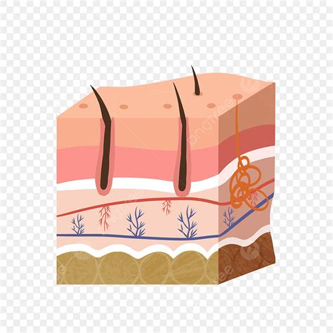 human skin layer png vector psd  clipart  transparent