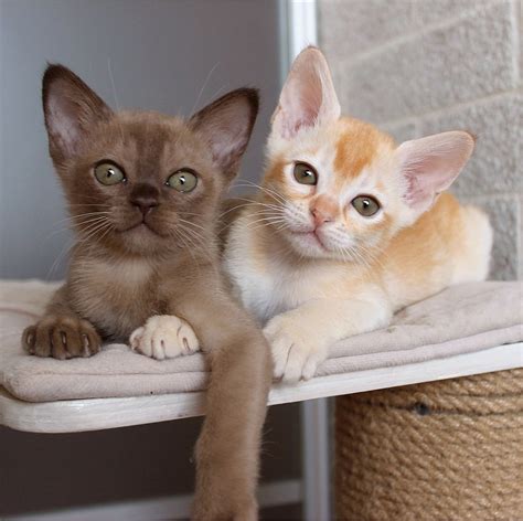 Европейская бурма | Burmese Cattery | Zaffiro | ВКонтакте