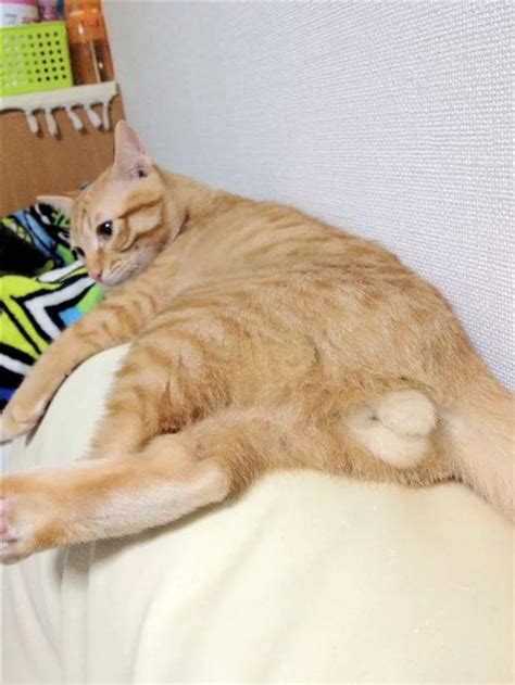 Яйца Кота Фото
