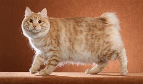 Kurilian Bobtail Cat Breed Information - Vetstreet | Vetstreet