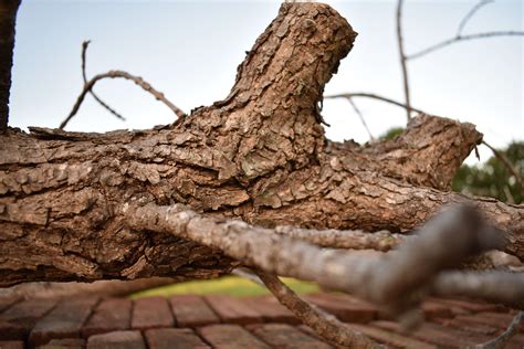 brown tree trunk wallpaper coolwallpapersme