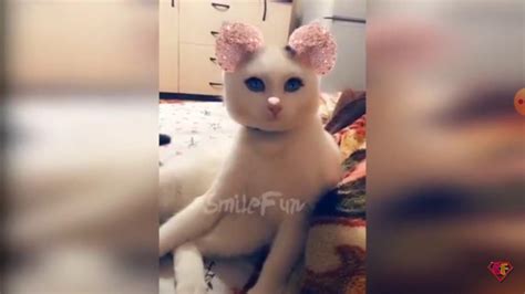 Смешные видео про котиков 🐱🐈 и про собачек 🐶🐕 - YouTube