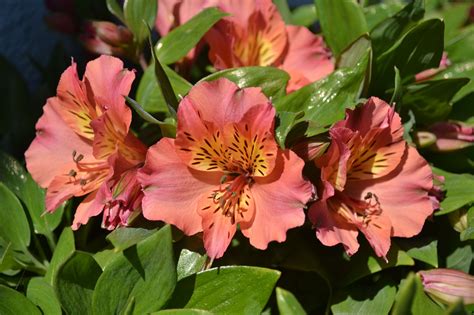 Alstroemeria Flower