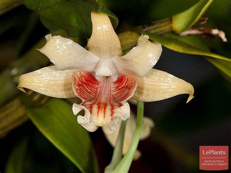 Дендробиум (Dendrobium) — описание, выращивание, фото | на LePlants.ru