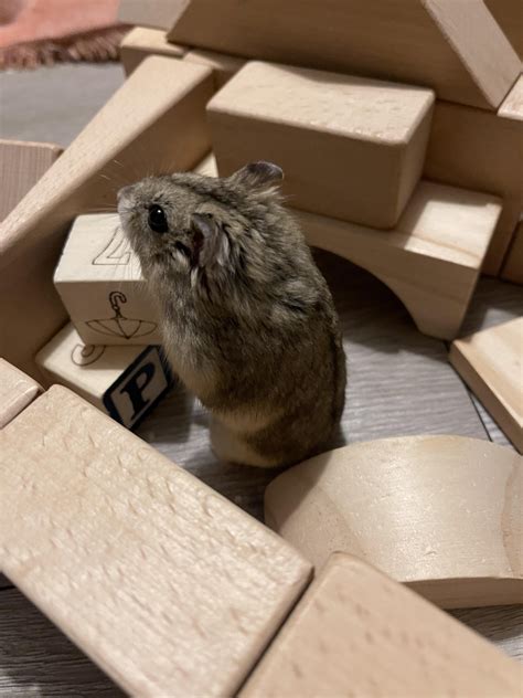 Hammy social time : r/hamsters