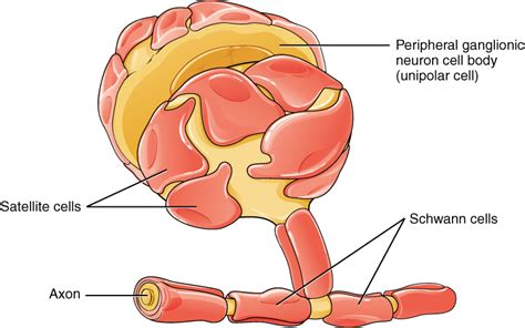 nervous system  nervous tissue neuroscience canadian st