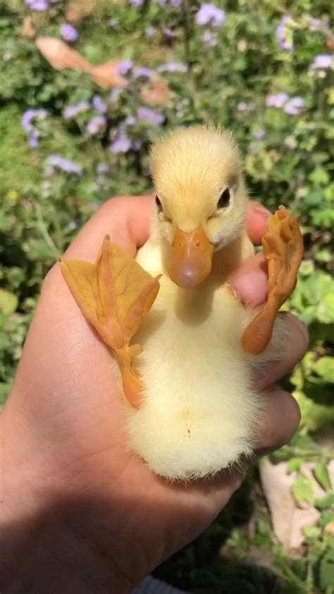 Mother The Mountain Farm on Instagram: "Play time with the baby Call
