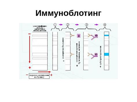 Kết quả hình ảnh cho иммуноблотинг