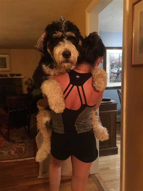 Bernese Mountain Dog And Poodle Mix For Sale