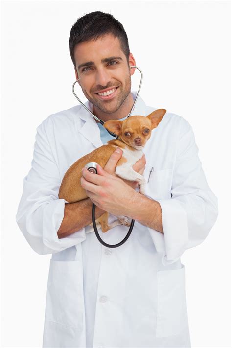 Premium Photo | Happy vet checking dog with stethoscope