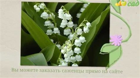 Посадка ландыша - как правильно посадить ландыши - YouTube