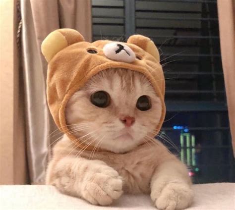 Как мыло | Bebek kedi, Sevimli yavru kediler, Sevimli hayvan yavruları