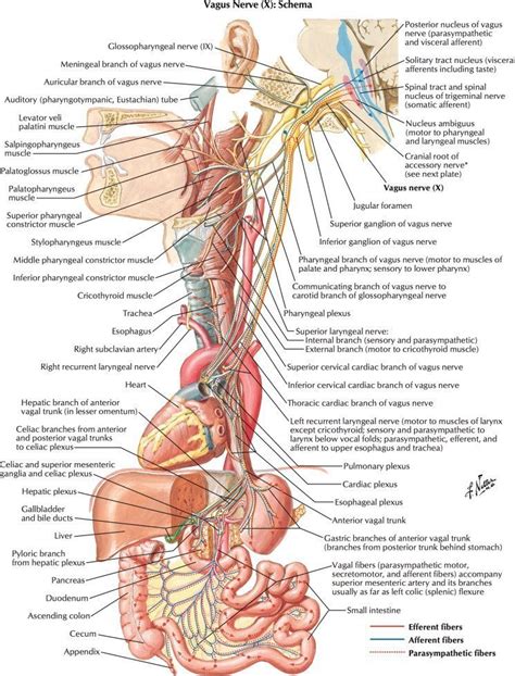 vagus nerve polyvagal theory diagram
