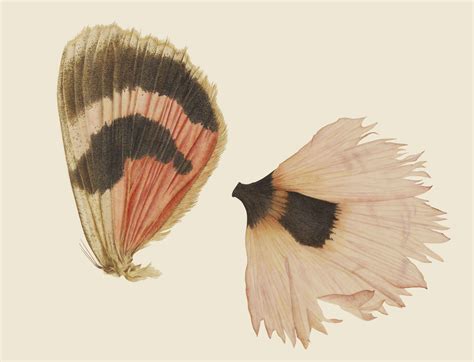Moth Wing and Poppy 2016 | Brigid Edwards