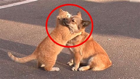 ЭТО ОБЯЗАТЕЛЬНО! Кошка успокоила собаку, которую хозяева выбросили на ...
