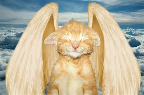 PsBattle: Cat sleeping : r/photoshopbattles