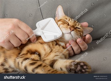 29,288 imágenes de Gato peinado - Imágenes, fotos y vectores de stock ...
