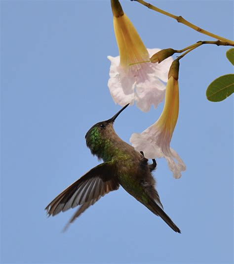 Antillean Crested Hummingbird | Crest, Hummingbird, Tattoos